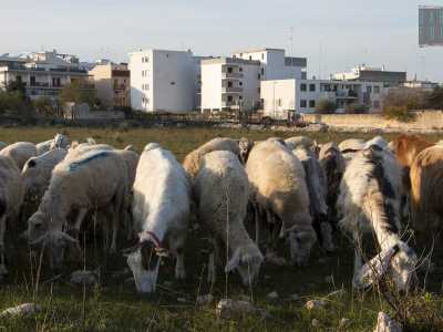 Ci accoglie in un campo incolto, incastrato tra bianche palazzine, mentre il suo gregge sta pascolando indisturbato in un tripudio di campanellini. Ci sono le pecore dal manto bianco...